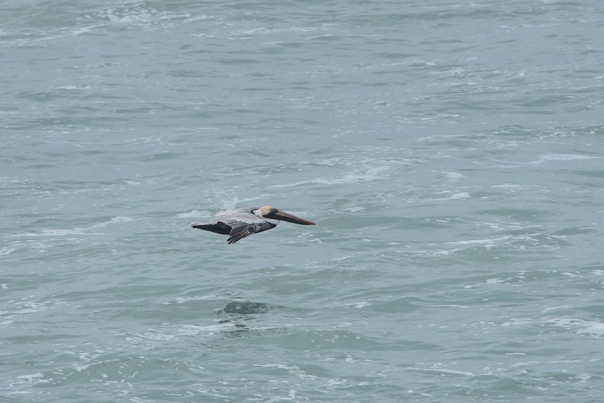 Brown Pelican - ML626369924