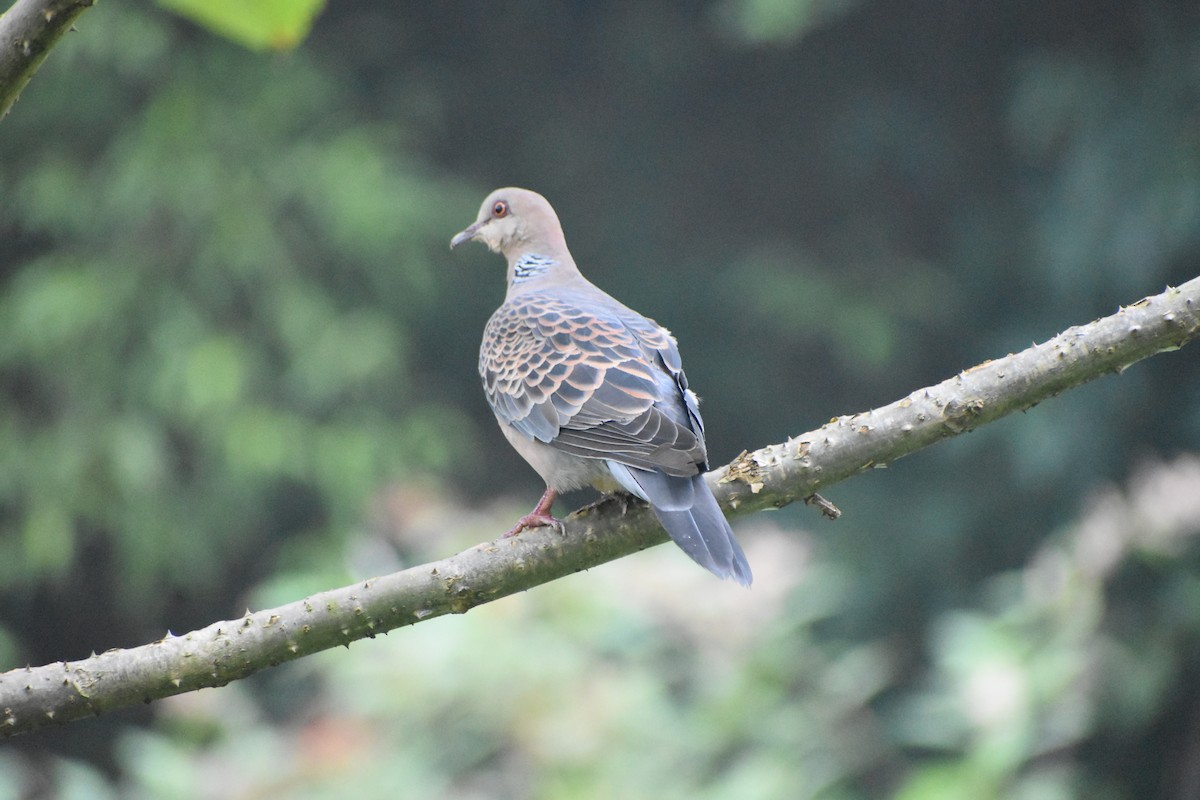 Tortora orientale - ML626369962