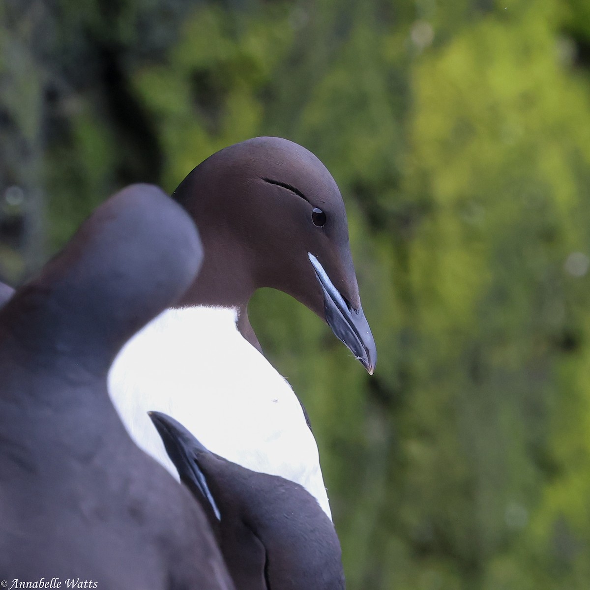 Thick-billed Murre - ML626370181