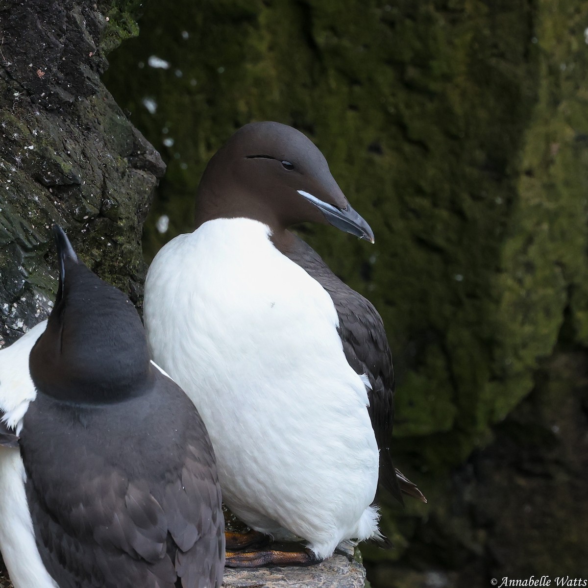 Thick-billed Murre - ML626370188