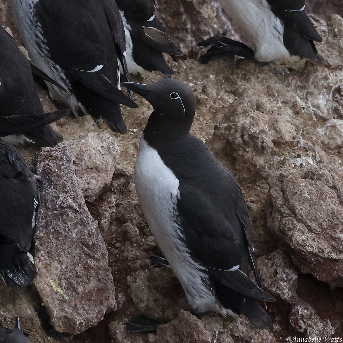 Common Murre - ML626370192