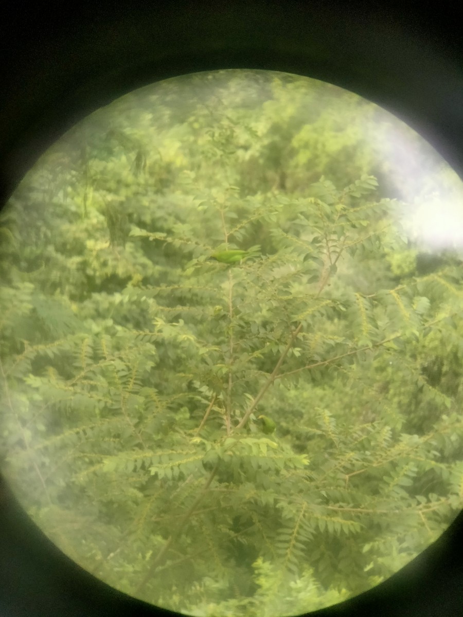 Golden-fronted Leafbird - ML626370203