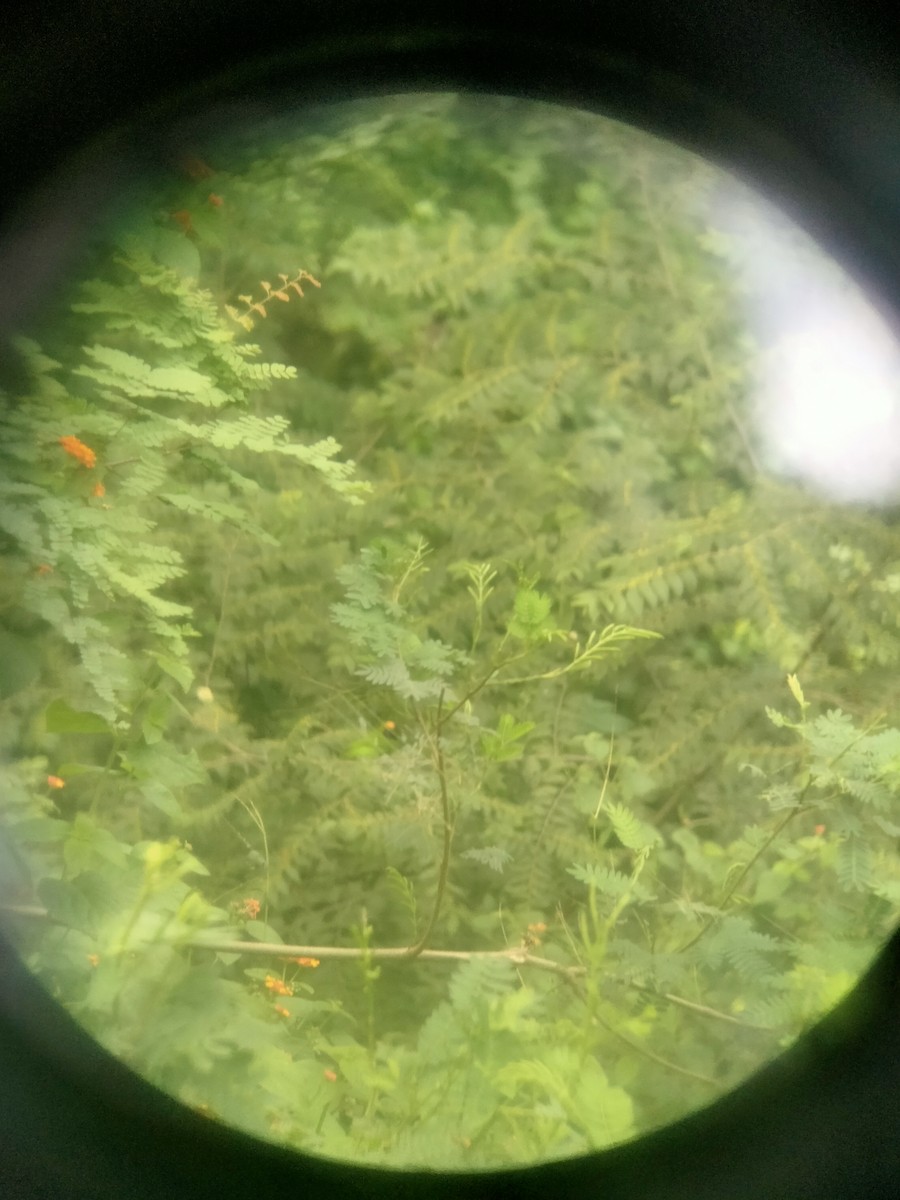 Golden-fronted Leafbird - ML626370211