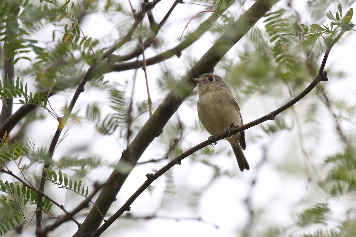 Hutton's Vireo - ML626370301