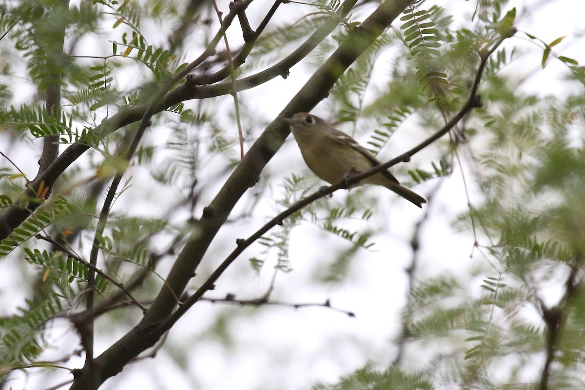 Hutton's Vireo - ML626370313