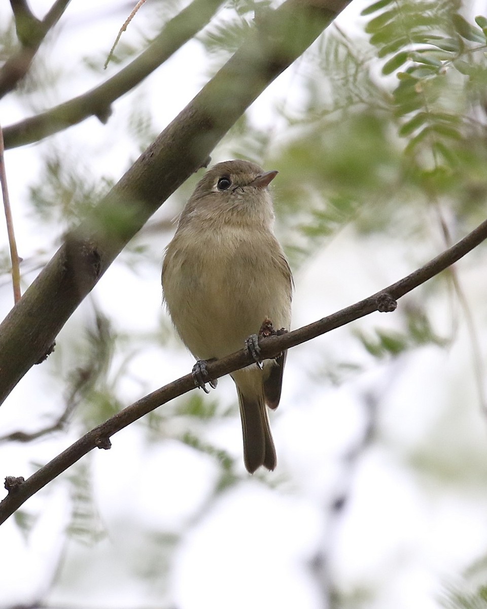 Hutton's Vireo - ML626370317