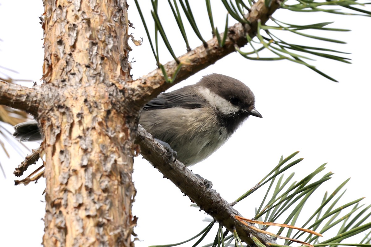 Gray-headed Chickadee - ML626370550