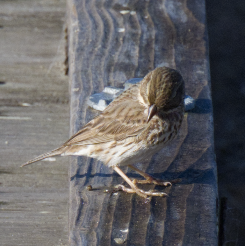 strnadec luční (ssp. rostratus/atratus) - ML626370617