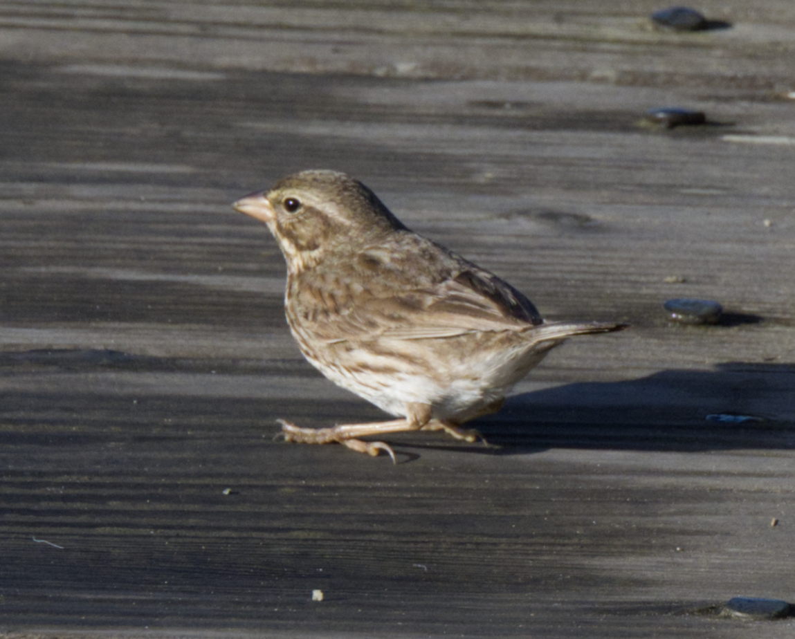 strnadec luční (ssp. rostratus/atratus) - ML626370619