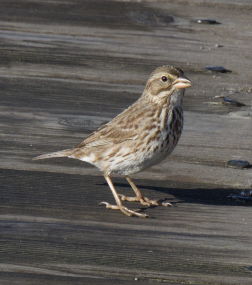 strnadec luční (ssp. rostratus/atratus) - ML626370621