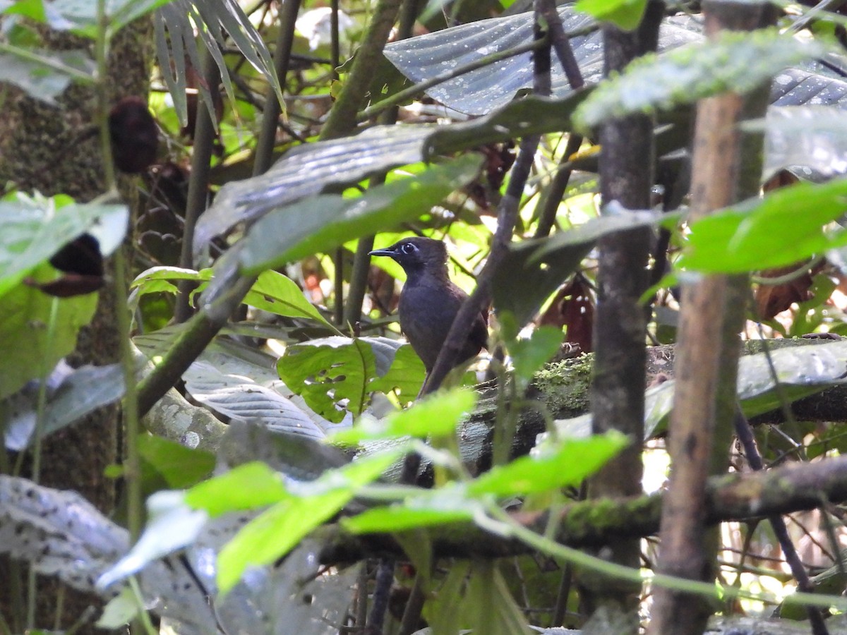 Black-faced Antthrush - ML626370668