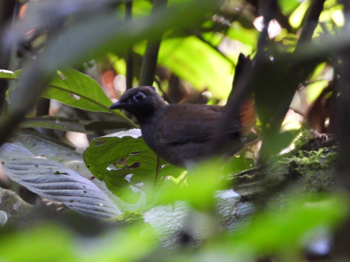 Black-faced Antthrush - ML626370669