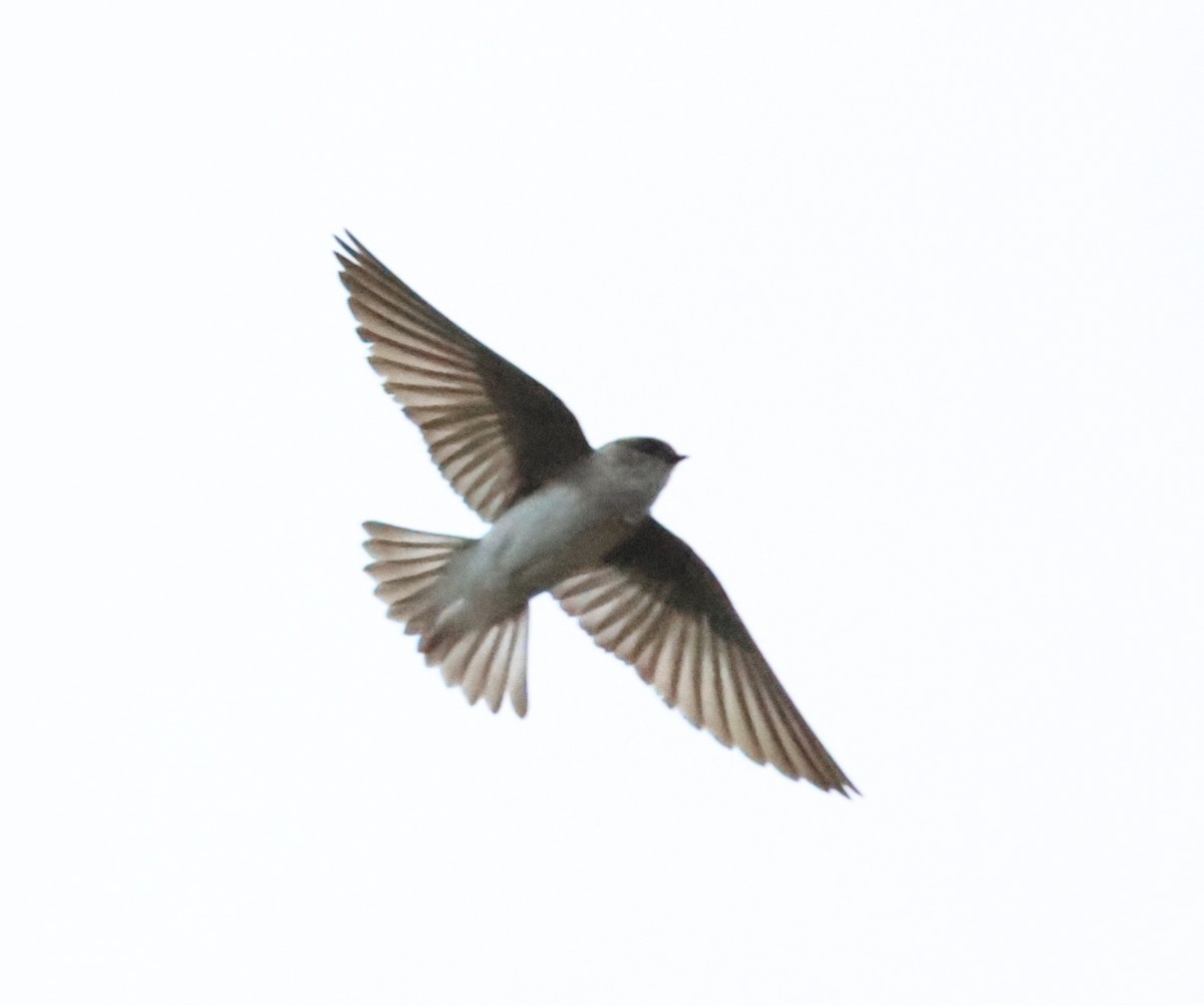 Gray-throated Martin - ML626370708