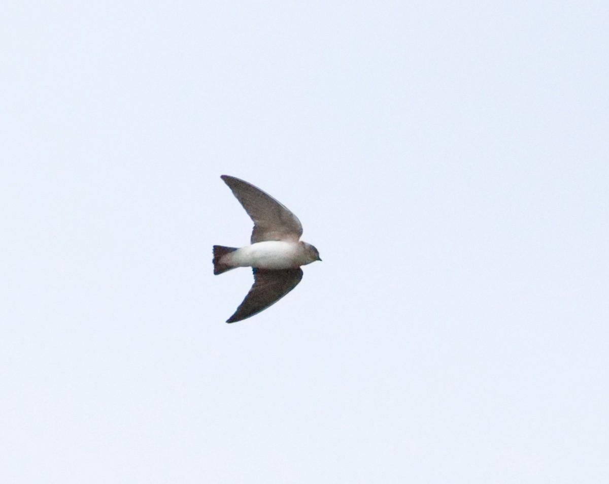 Gray-throated Martin - ML626370711