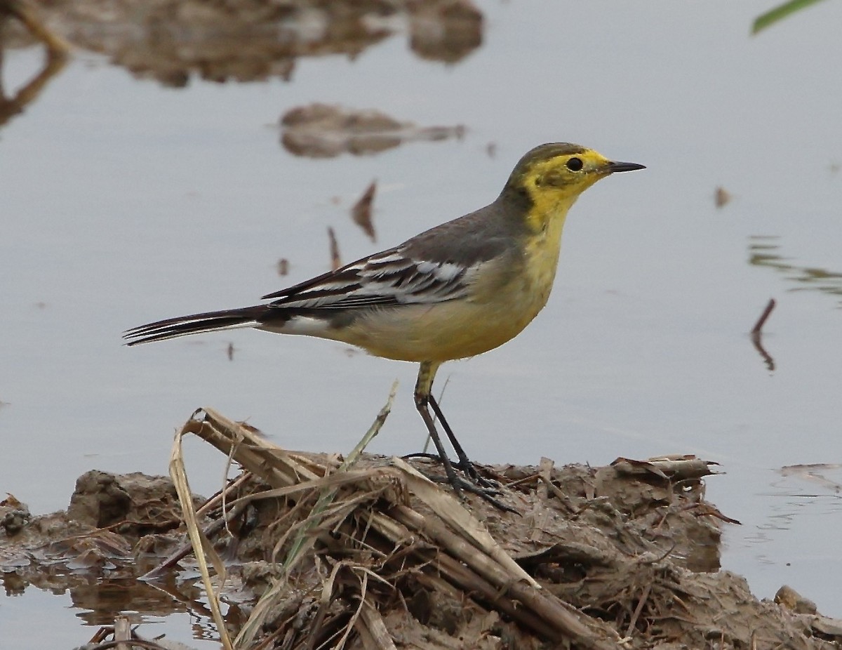 Citrine Wagtail - ML626370755