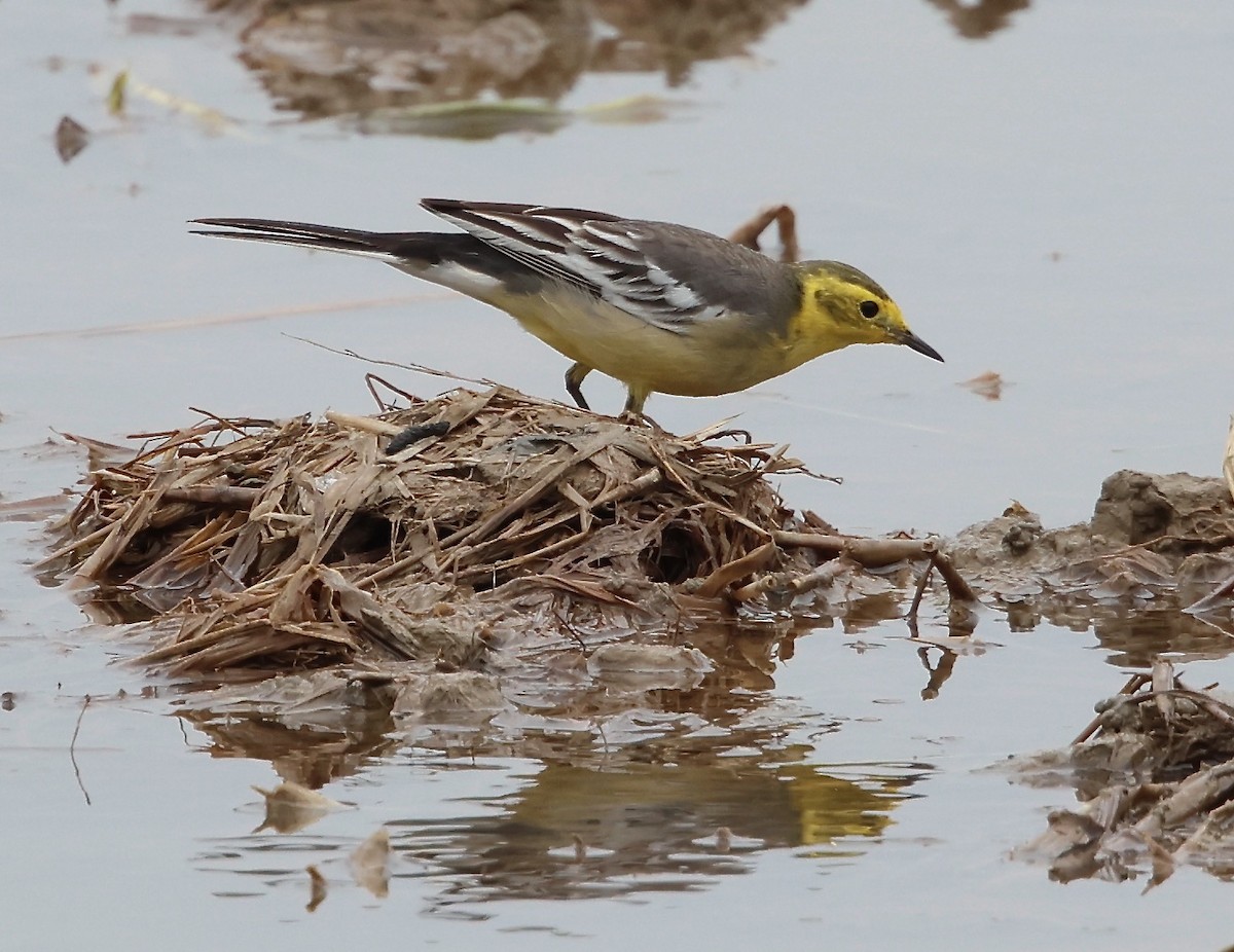 Citrine Wagtail - ML626370756