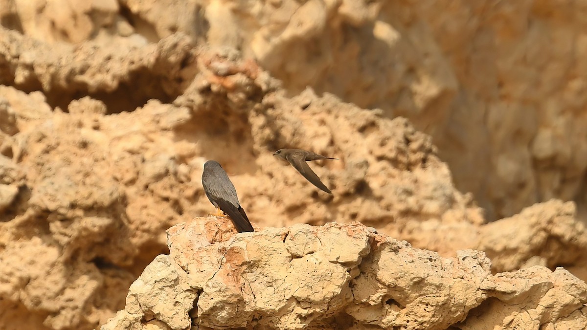 Pallid Swift - ML626370850