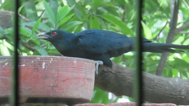 Asian Koel - ML626370967