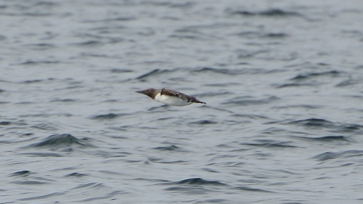 Common Murre - ML626371008