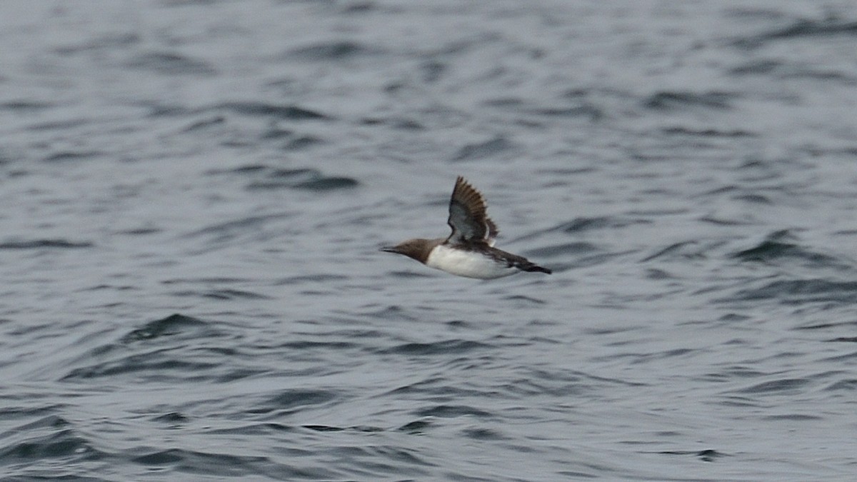 Common Murre - ML626371009