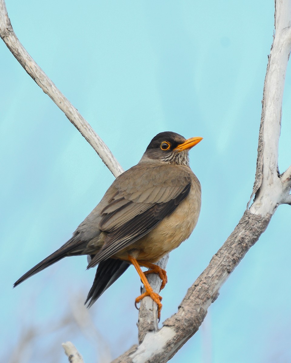 Austral Thrush - ML626371081