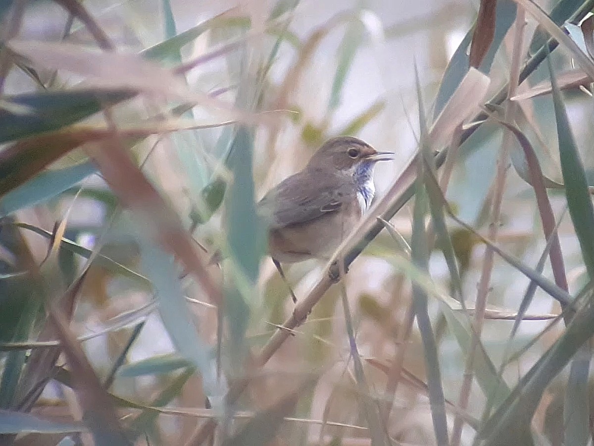 Bluethroat - José Ignacio Dies
