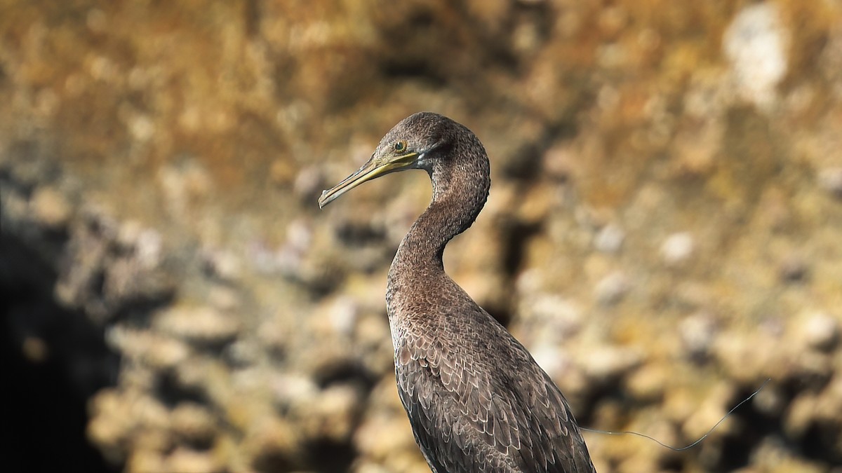 Socotra Cormorant - ML626371188