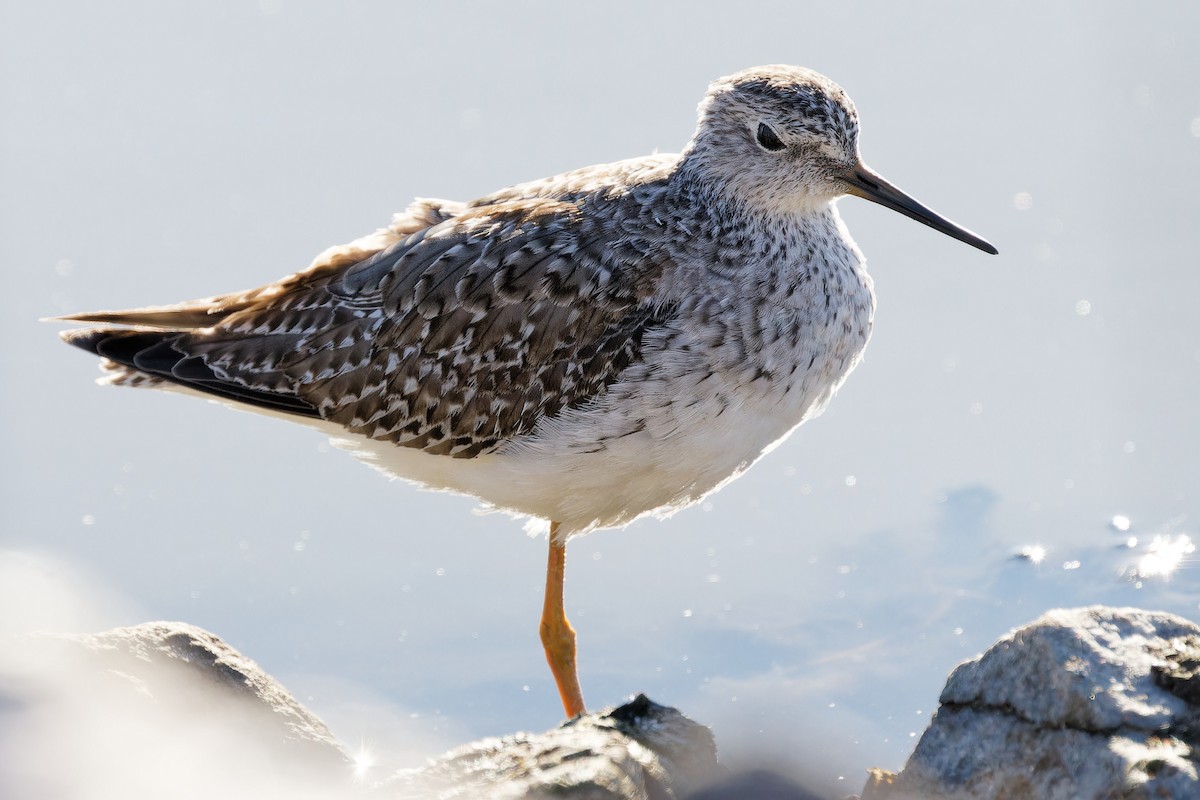 Lesser Yellowlegs - ML626371216