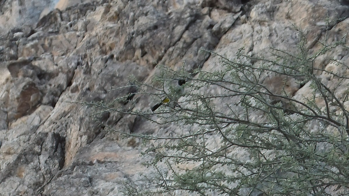 White-spectacled Bulbul - ML626371287