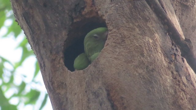ホンセイインコ - ML626371314