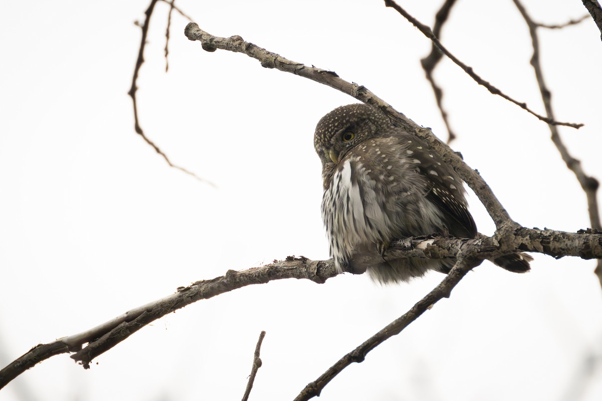 Northern Pygmy-Owl - ML626371340