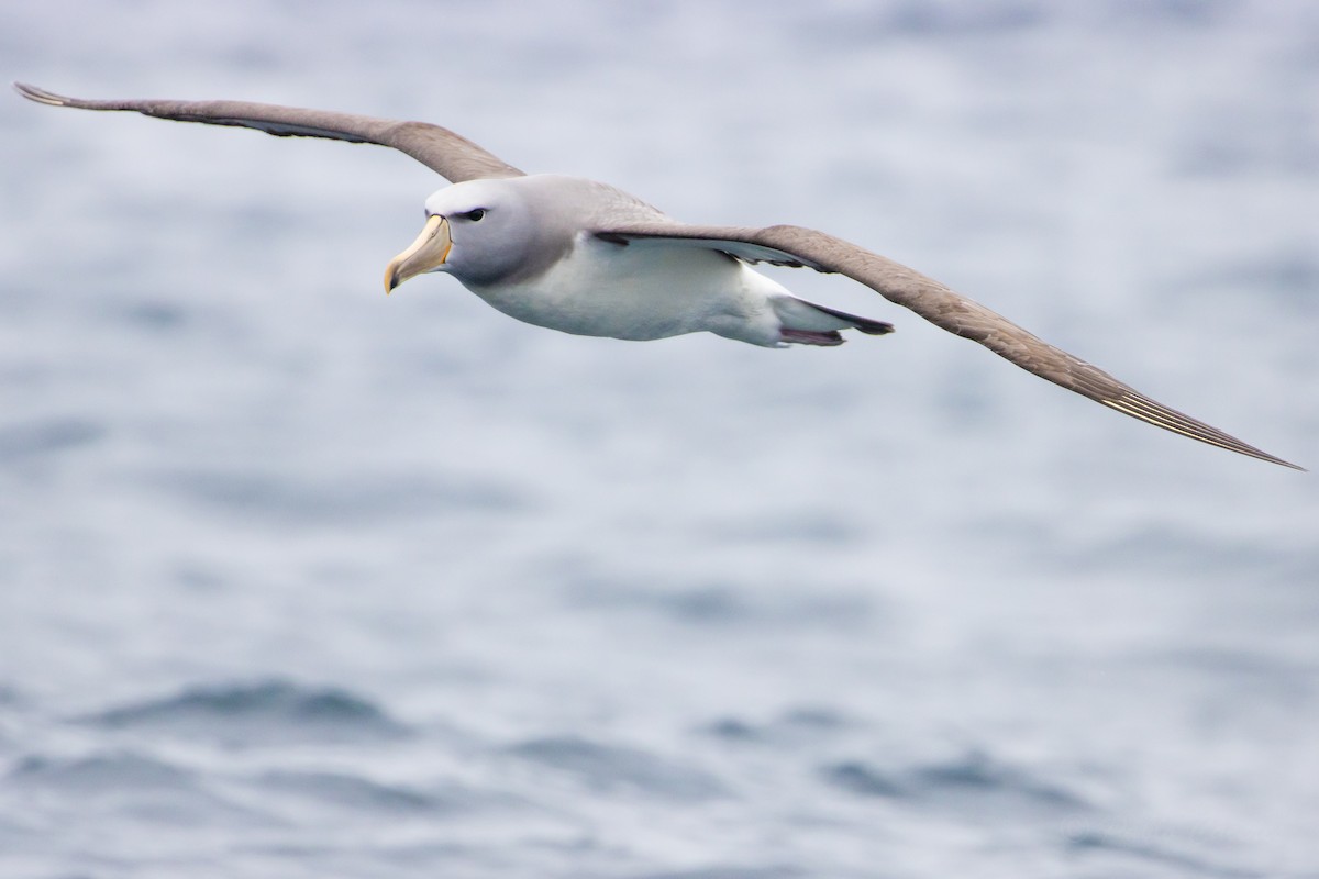 Salvin's Albatross - ML626371409