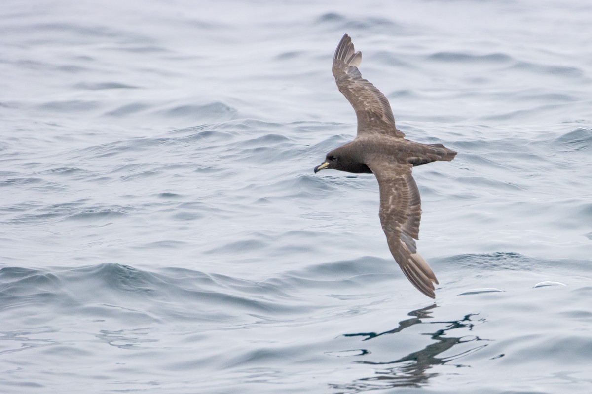 Westland Petrel - ML626371415