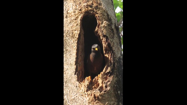 Bank Myna - ML626371548