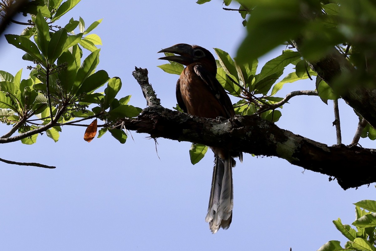 Rusty-cheeked Hornbill - ML626371711