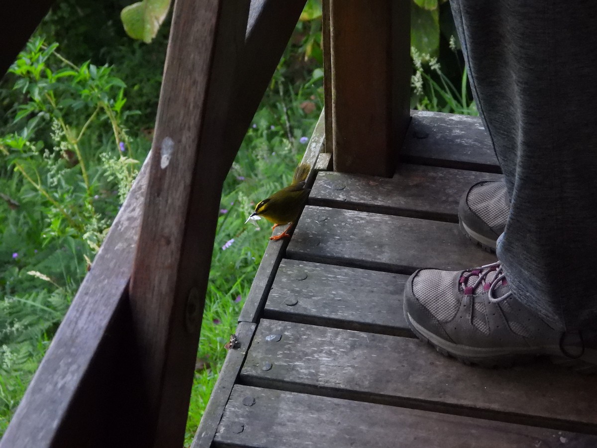 Black-crested Warbler - ML626371782