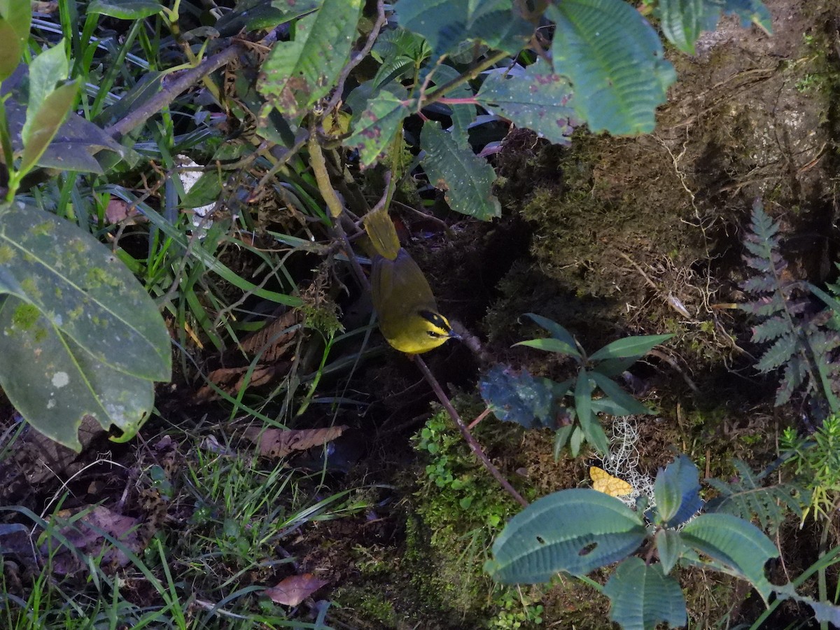 Black-crested Warbler - ML626371783