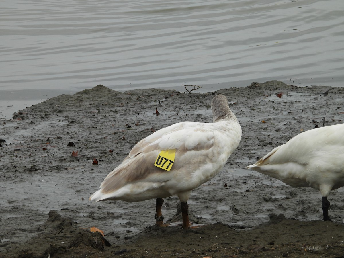 Trumpeter Swan - ML626371937