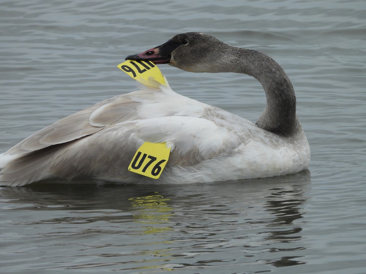 Trumpeter Swan - ML626371938