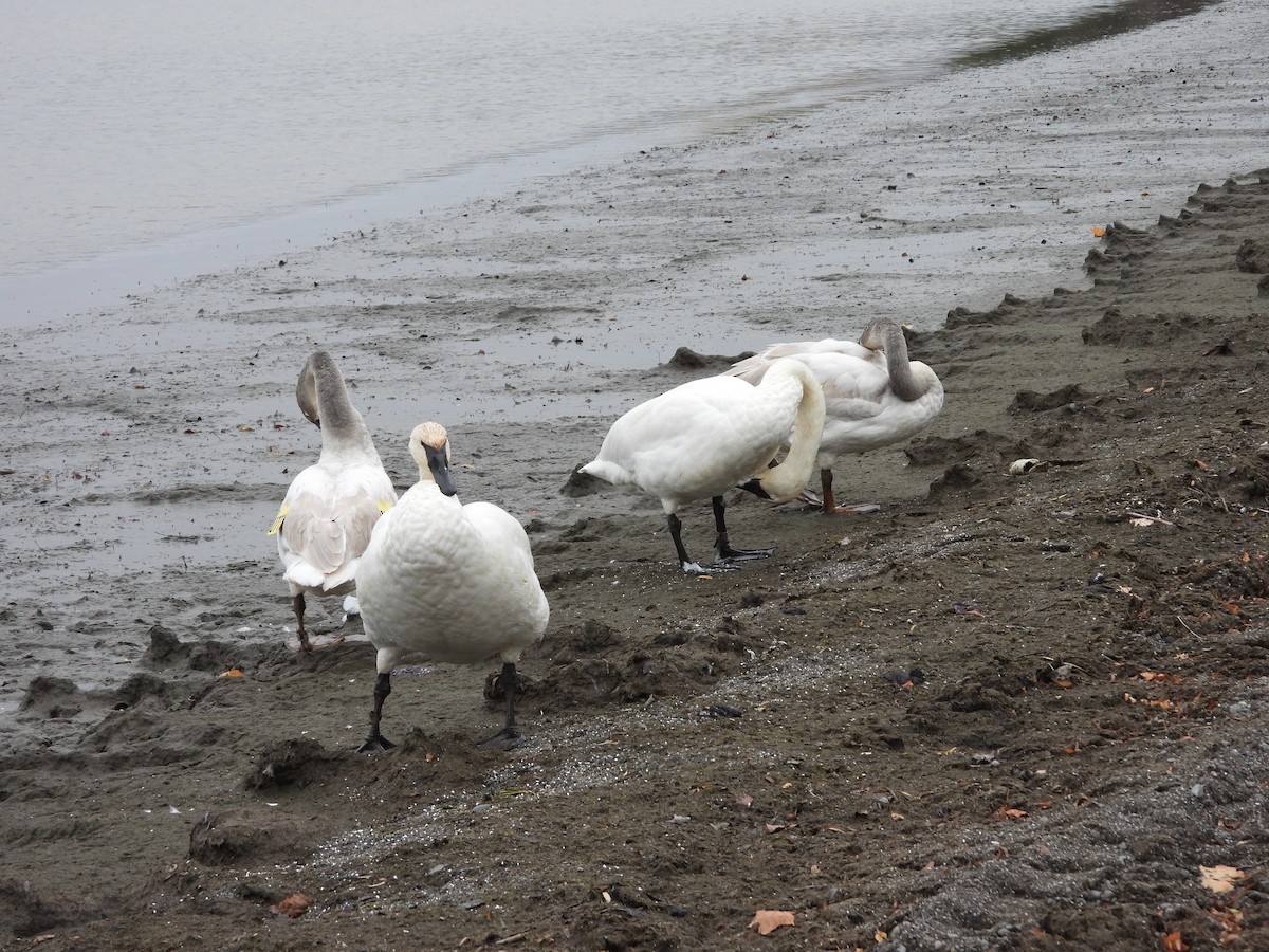 Trumpeter Swan - ML626371939