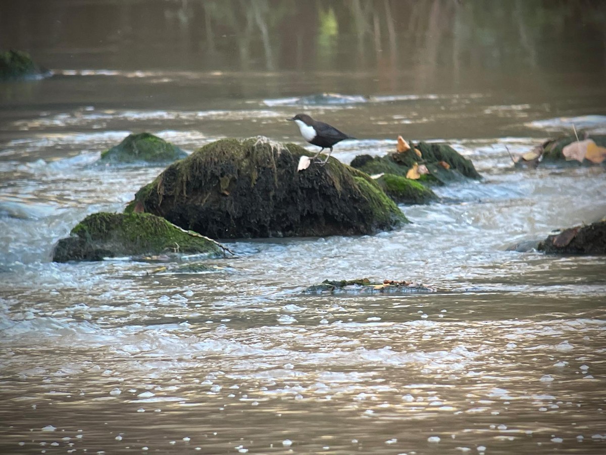 White-throated Dipper - ML626371973