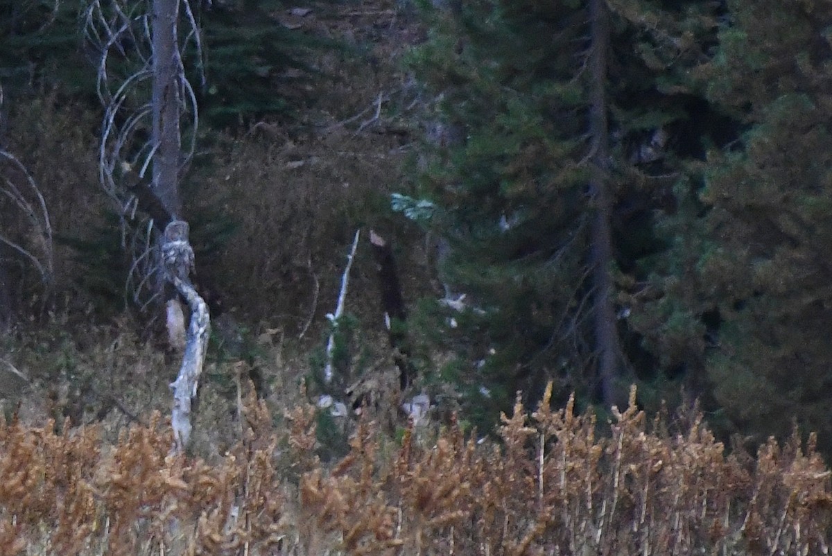 Great Gray Owl - ML626372216