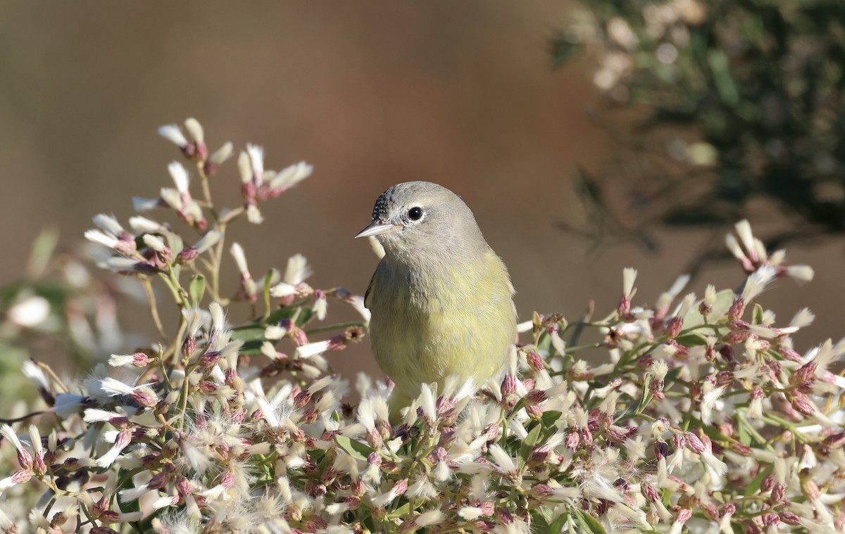 Orange-crowned Warbler - ML626372231