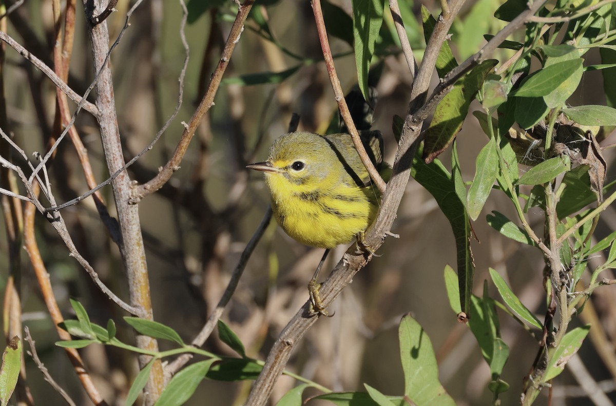 Prairie Warbler - ML626372237