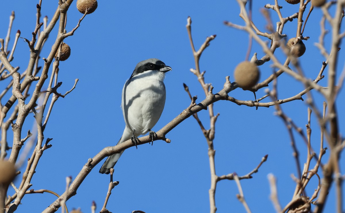 Loggerhead Shrike - ML626372248