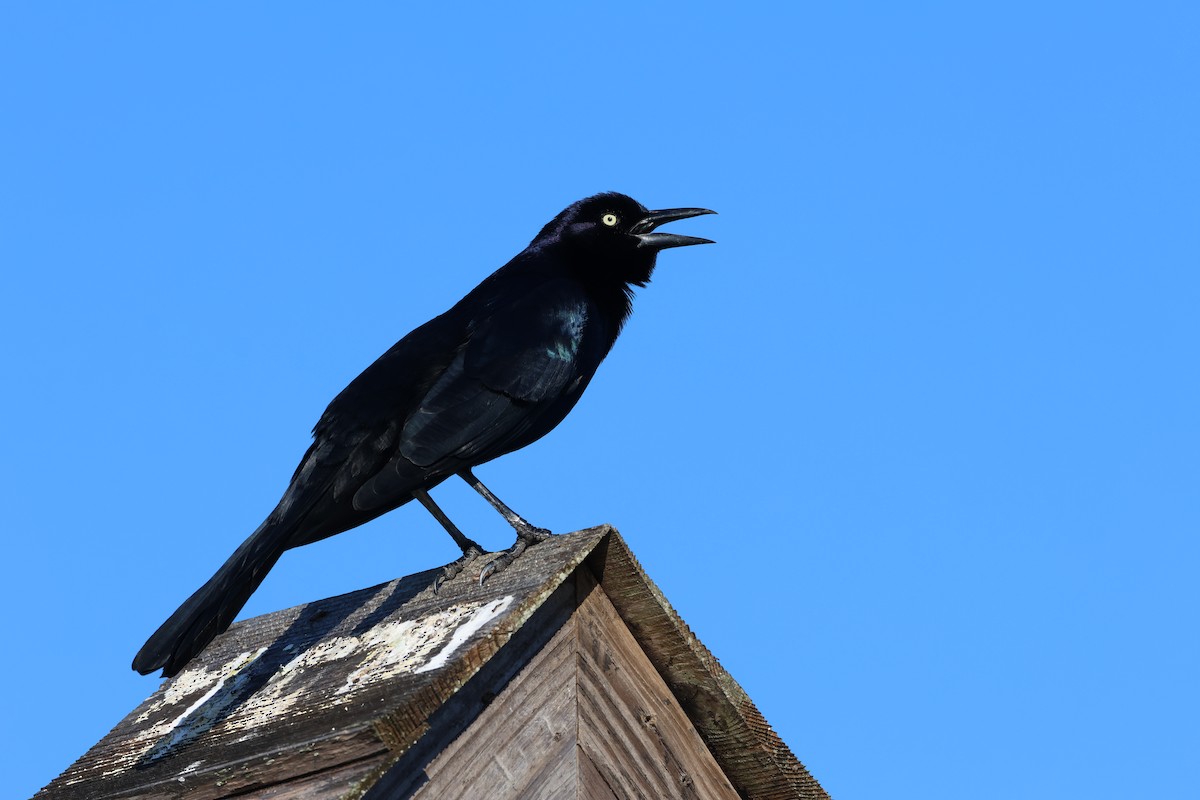 Boat-tailed Grackle - ML626372258