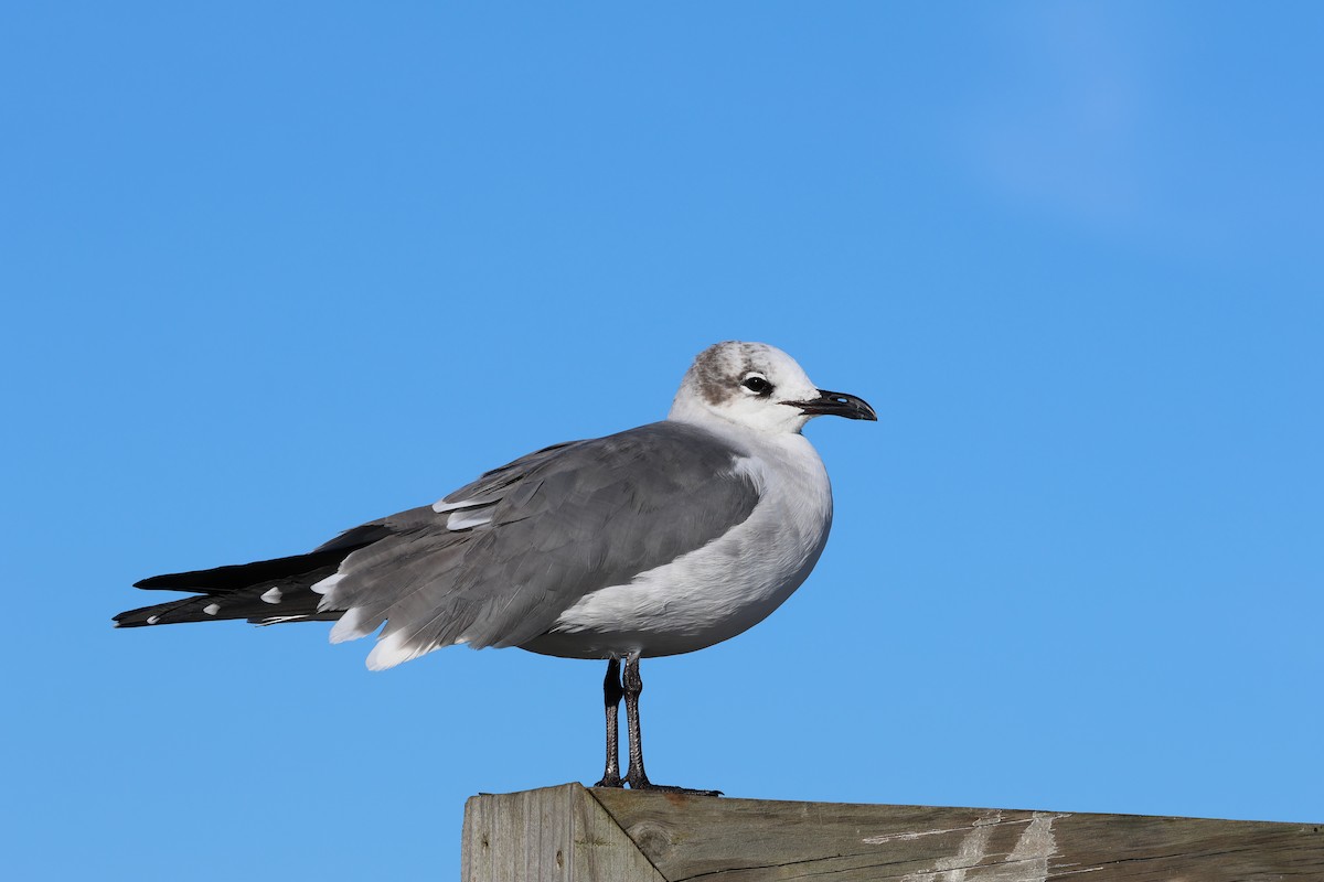 Laughing Gull - ML626372265