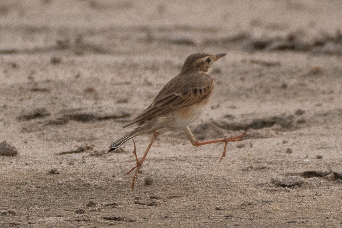 Pipit de Richard - ML626372453