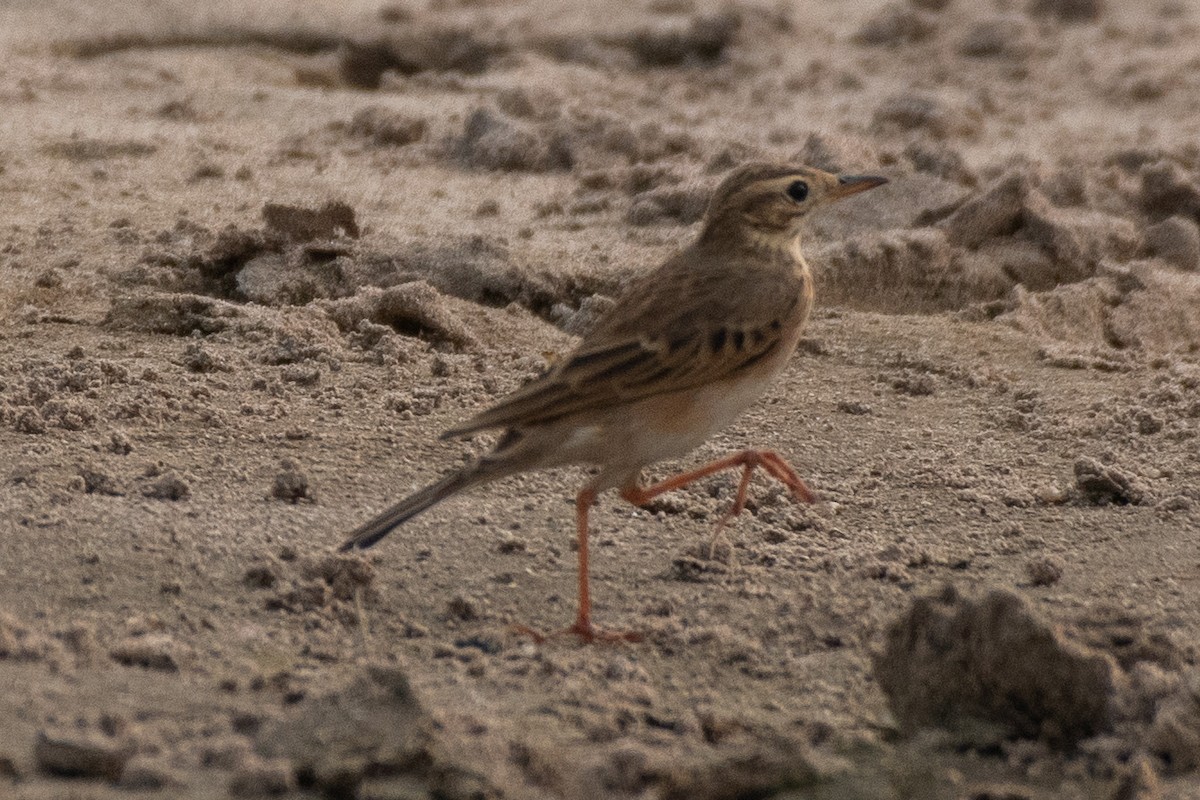 Pipit de Richard - ML626372454