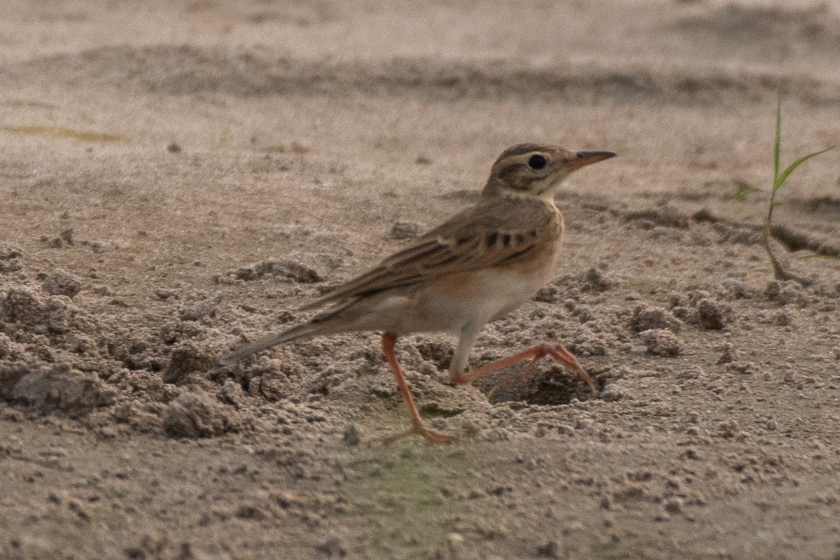 Pipit de Richard - ML626372455